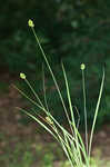 Greater straw sedge